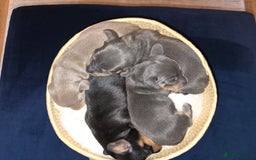 Miniature Dachshund dogs for sale: Miniature Shorthaired Dachshund  - Image 6