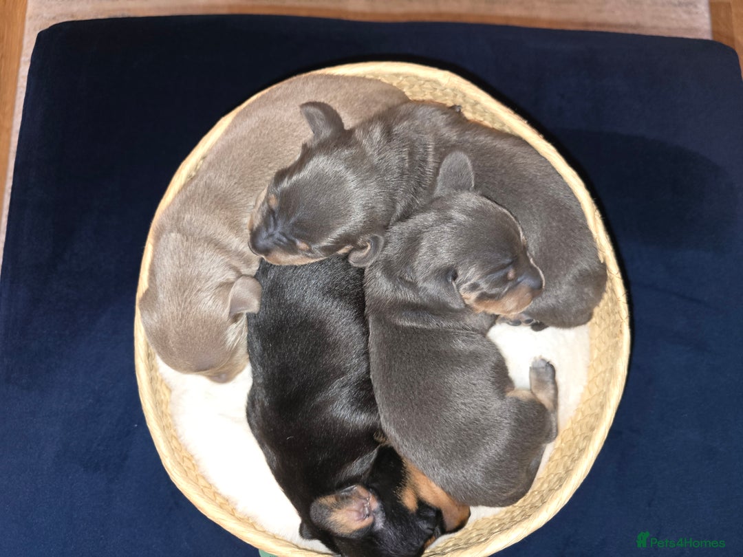 Miniature Dachshund dogs for sale: Miniature Shorthaired Dachshund  - Image 6