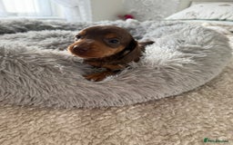 Dachshund dogs for sale: Beautiful litter of dachshund puppy’s  - Image 17