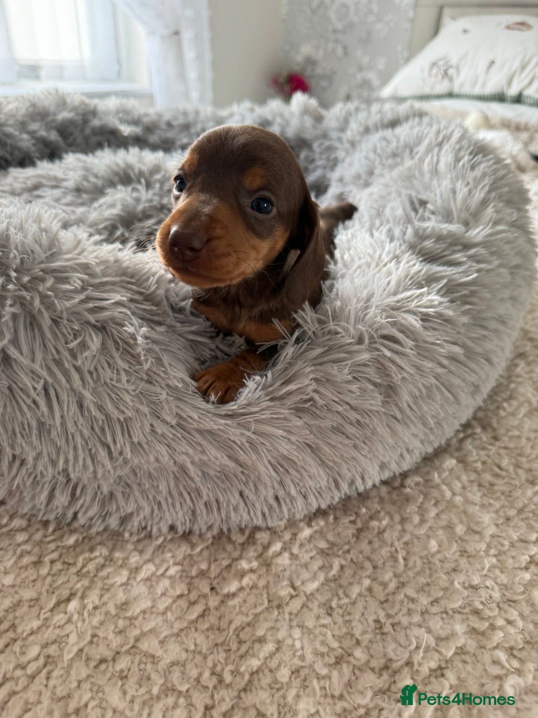 Dachshund dogs for sale: Beautiful litter of dachshund puppy’s  - Image 17