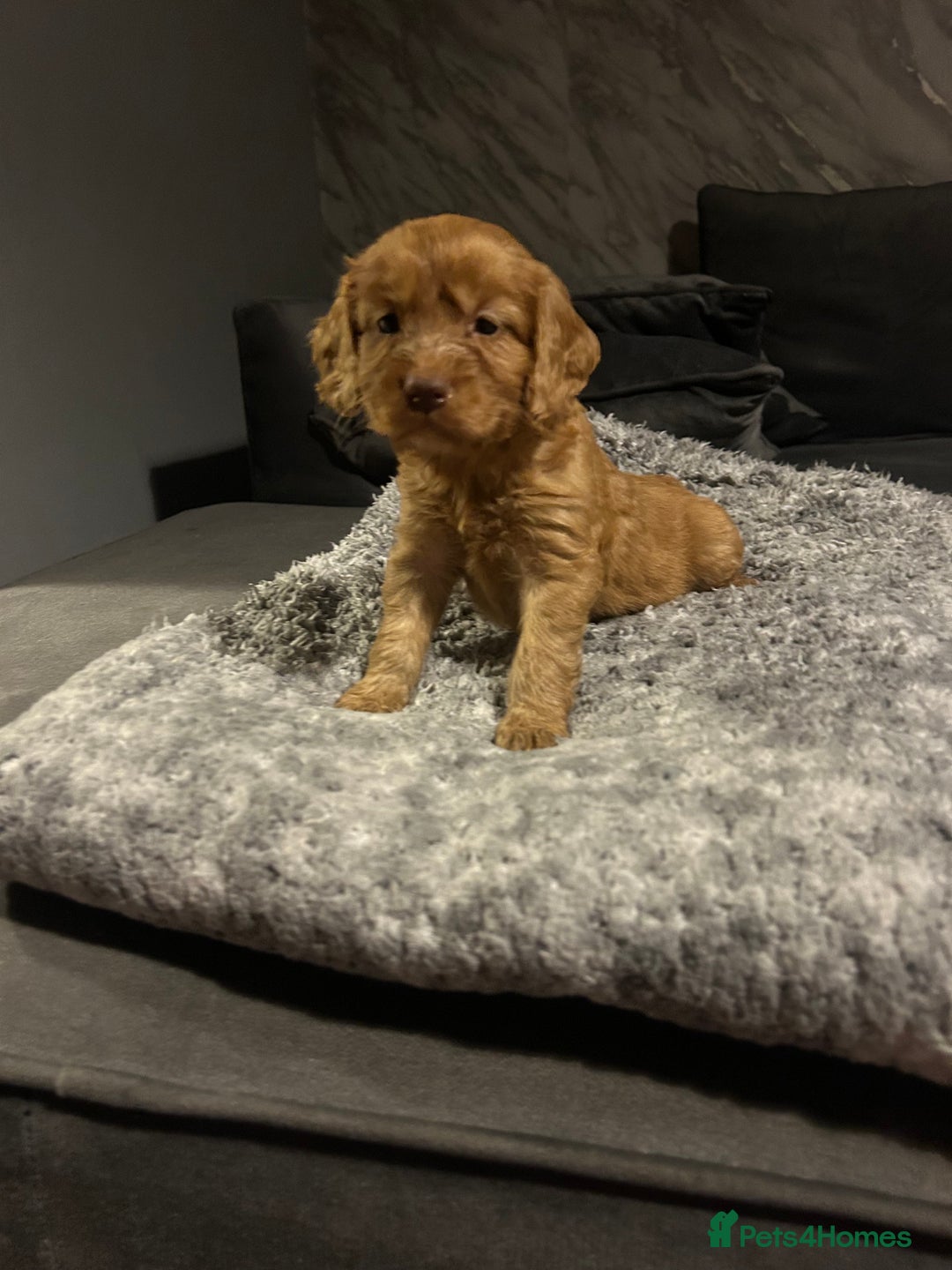 Cockapoo dogs for sale: Beautiful cockapoos - Image 19