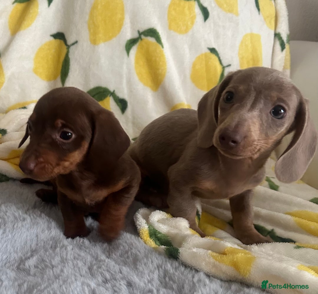 Dachshund dogs for sale: Outstanding dachshund puppies - Image 7