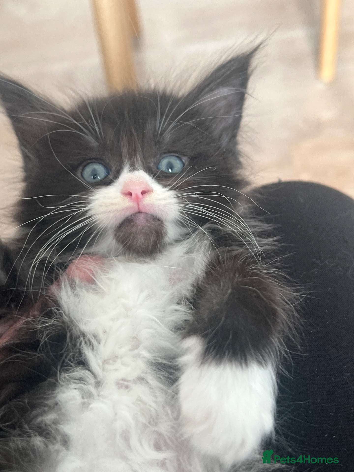 Maine Coon cats 1 male  1 female left MainecoonCHEAP due holi xxl  - Advert 3