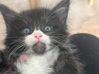 Maine Coon cats 1 male 1 female left MainecoonCHEAP due holi xxl - Advert 3