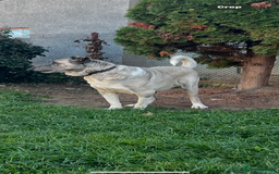 Anatolian Shepherd dogs for sale: Anatolian Shepherd(Malakli) - Image 8