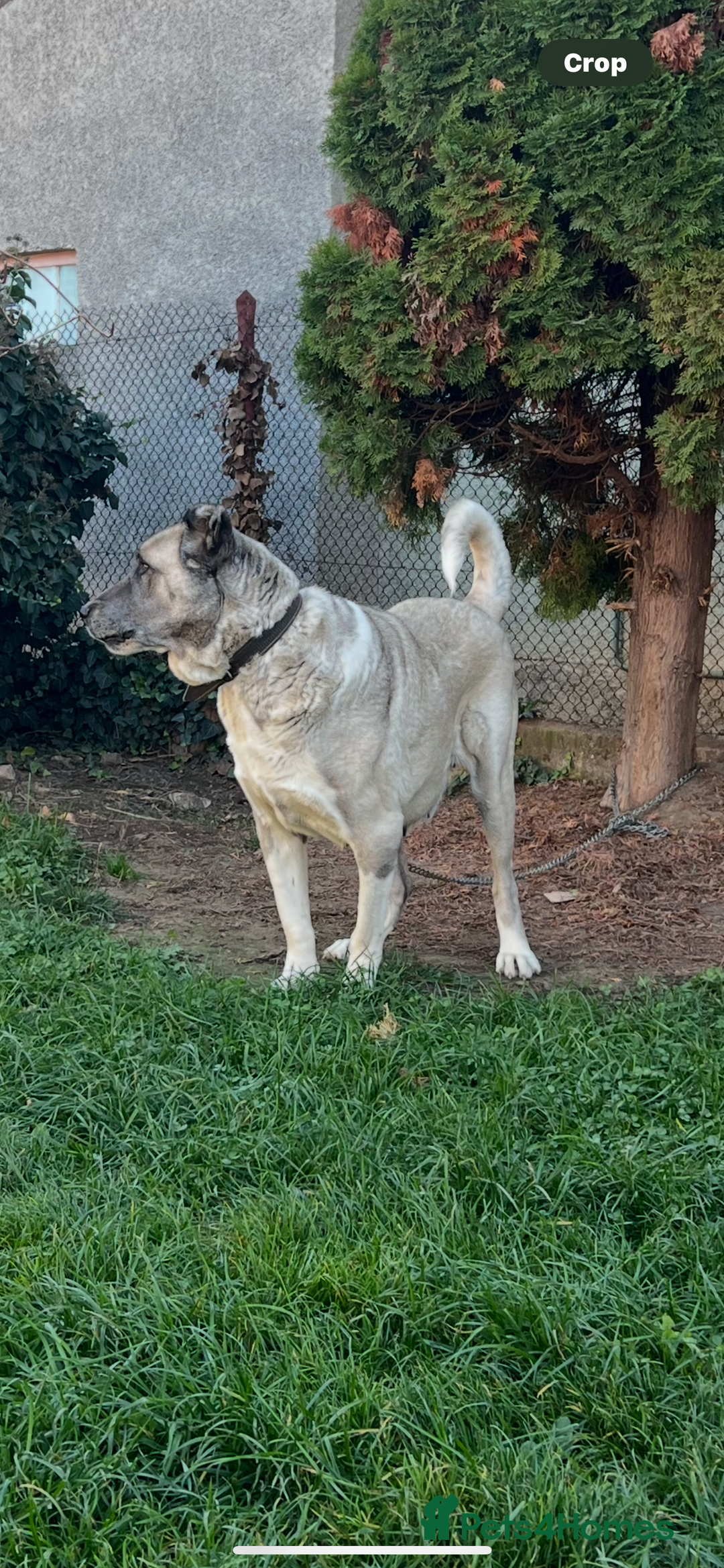 Anatolian Shepherd dogs for sale: Anatolian Shepherd(Malakli) - Image 8