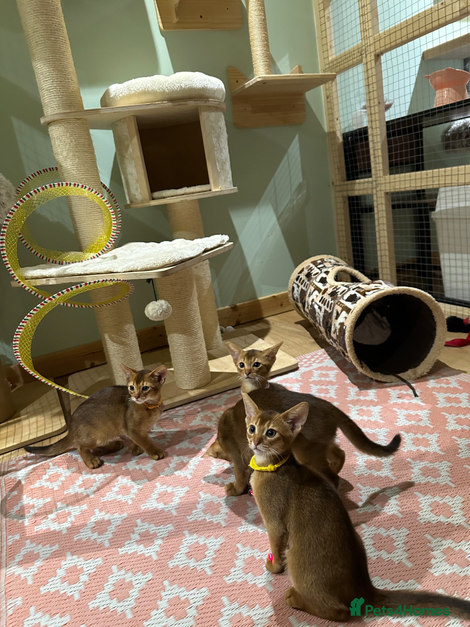 Abyssinian cats Abyssinian kittens  - Advert 3