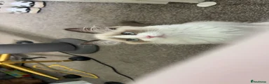 Ragdoll 1