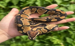 Python Snake reptiles for sale: Baby Ball Pythons  - Image 2