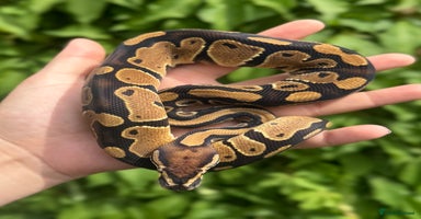 Python Snake reptiles - Advert 4