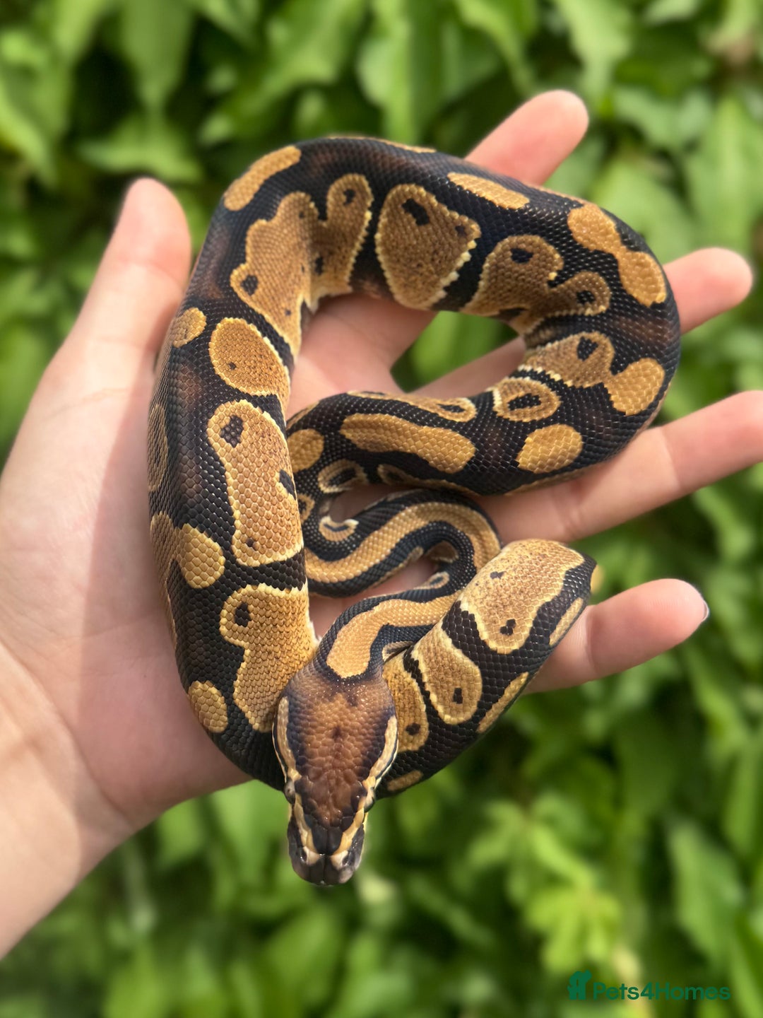 Python Snake reptiles for sale: Baby Ball Pythons  - Image 2
