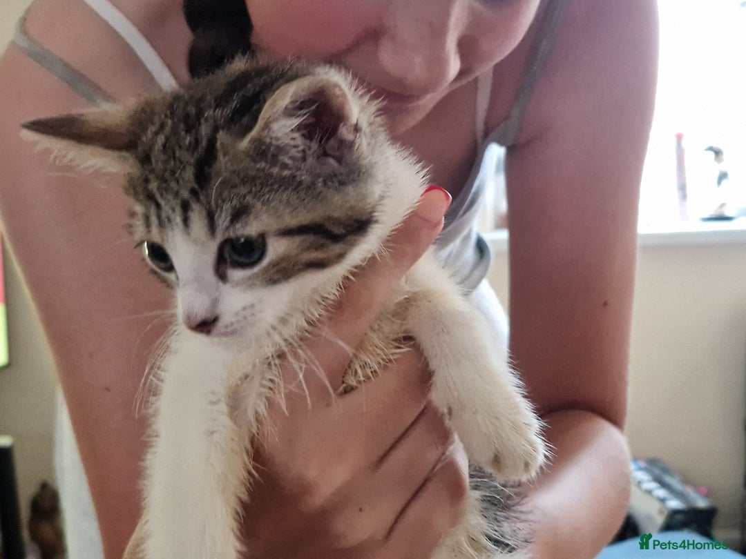 Mixed Breed cats for sale: ready to go - Image 2