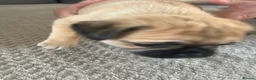 Chug dogs for sale: 5 x stunning chug puppies  - Advert 9