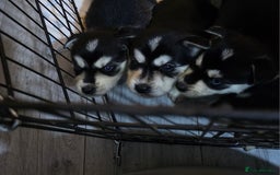 Mixed Breed dogs for sale: Beautiful goberians - Image 3