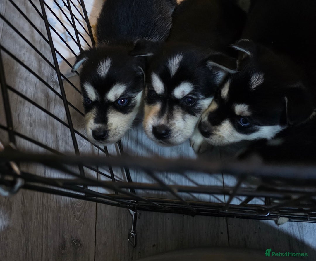 Mixed Breed dogs for sale: Beautiful goberians - Image 3