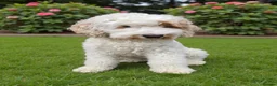 Australian Labradoodle dogs for sale: Multigeneration Australian Labradoodle due soon✨️ - Advert 8