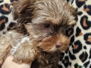 Yorkshire Terrier dogs 🧡 DNA tested parents 🤎 Chocolate Red boy - Advert 16