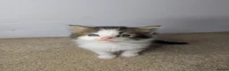 Maine Coon cats for sale:  Beautiful Maine coon kittens  - Advert 14