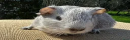 Guinea Pig rodents for sale: Father & Son Bonded Pair - Advert 7
