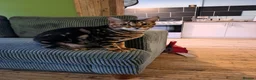 Bengal cats for sale: Wee Bob - Advert 4