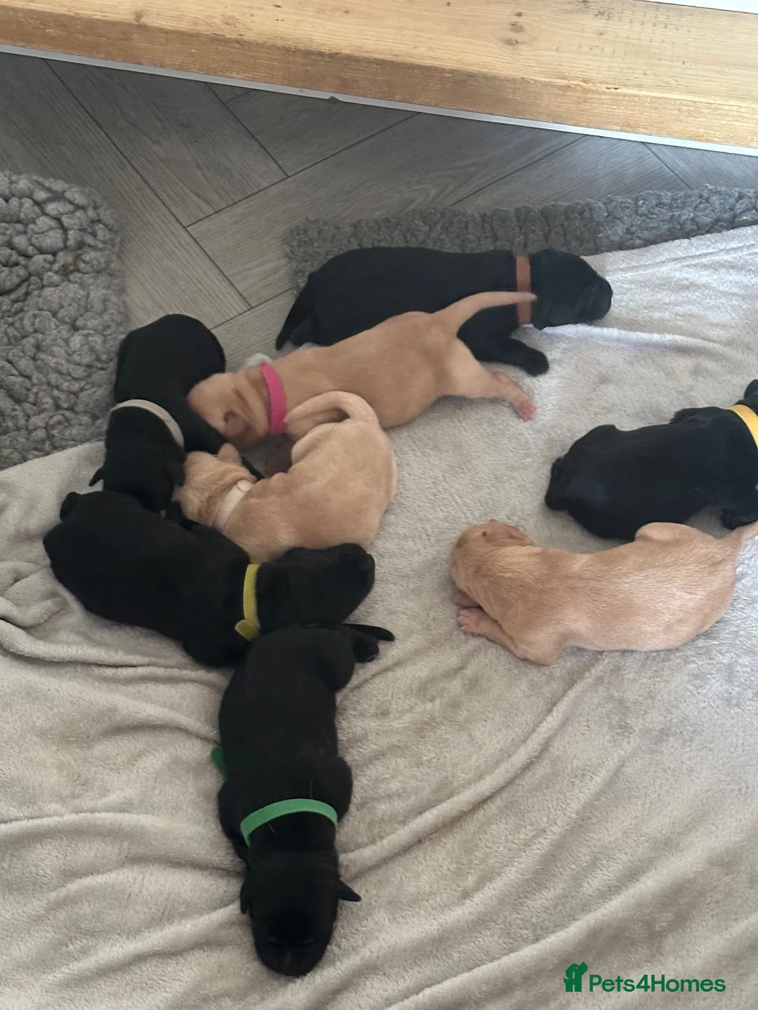 Labrador Retriever dogs for sale: 🐾 KC REGISTERED LABRADOR PUPPIES FOR SALE 🐾 in Bo'ness - Advert 2