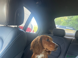 Cocker Spaniel dogs Male 3YO working cocker - Advert 11