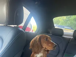 Cocker Spaniel dogs Male 3YO working cocker - Advert 15