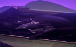 Domestic Shorthair cats for sale: 5 Tabby & Tuxedo kittens for sale - Image 1