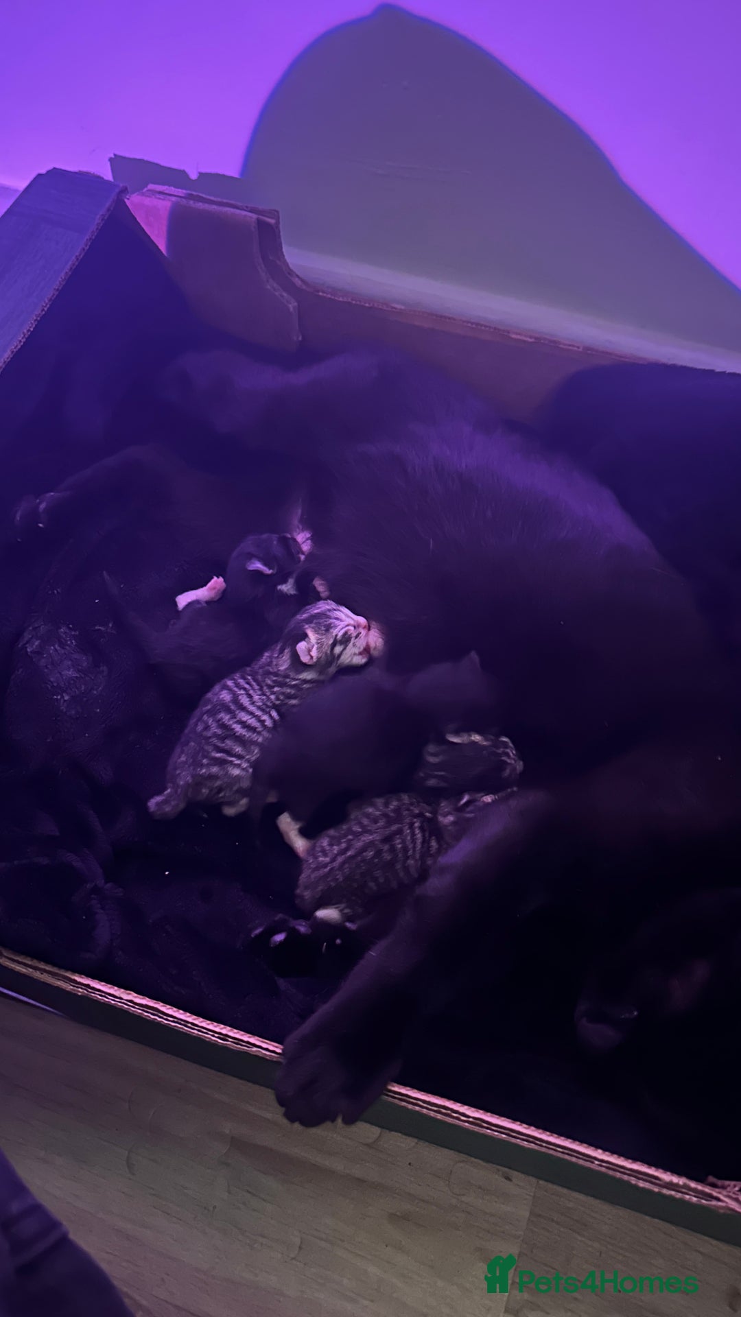 Domestic Shorthair cats for sale: 5 Tabby & Tuxedo kittens for sale - Image 1