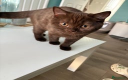 British Shorthair cats for sale: GCCF chocolate female BSH and 1 DSH female - Image 4