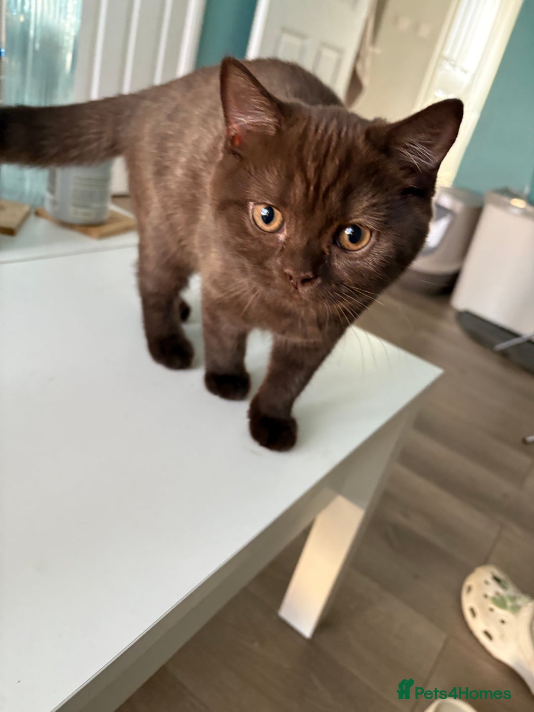 British Shorthair cats for sale: GCCF chocolate female BSH and 1 DSH female - Image 4