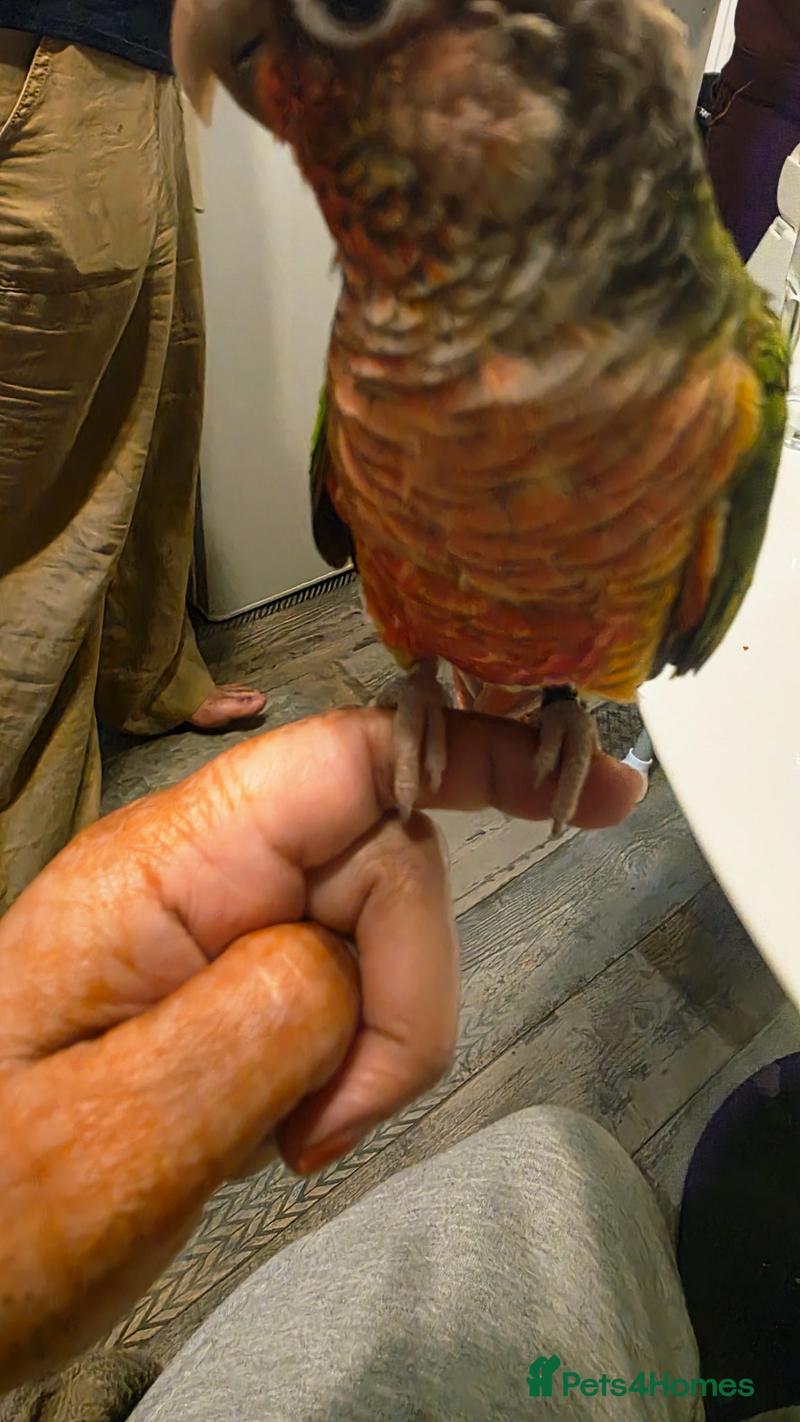 Conures birds Pair conures for sale - Advert 2