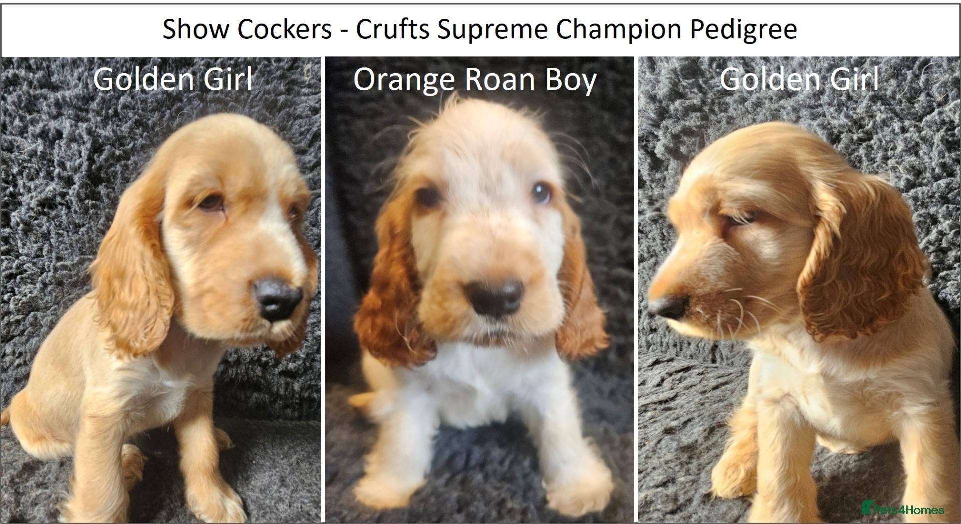 Cocker Spaniel dogs Beautiful Show Cockers - KC Reg, Health Checked - Advert 1