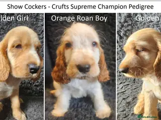 Cocker Spaniel dogs Beautiful Show Cockers - KC Reg, Health Checked - Advert 1