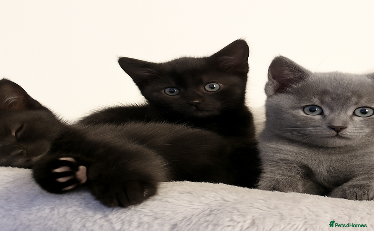 British Shorthair cats - Advert 8