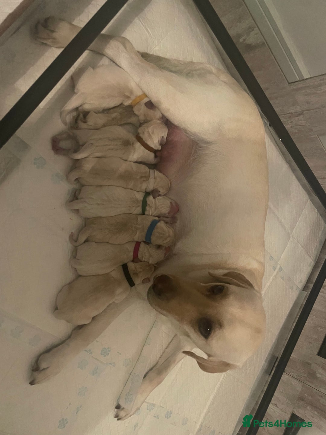 Goldador dogs for sale: Goldador Puppies  - Advert 3