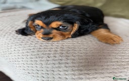 Cocker Spaniel dogs for sale: Stunning KC registered Working Cocker Spaniels  - Image 37