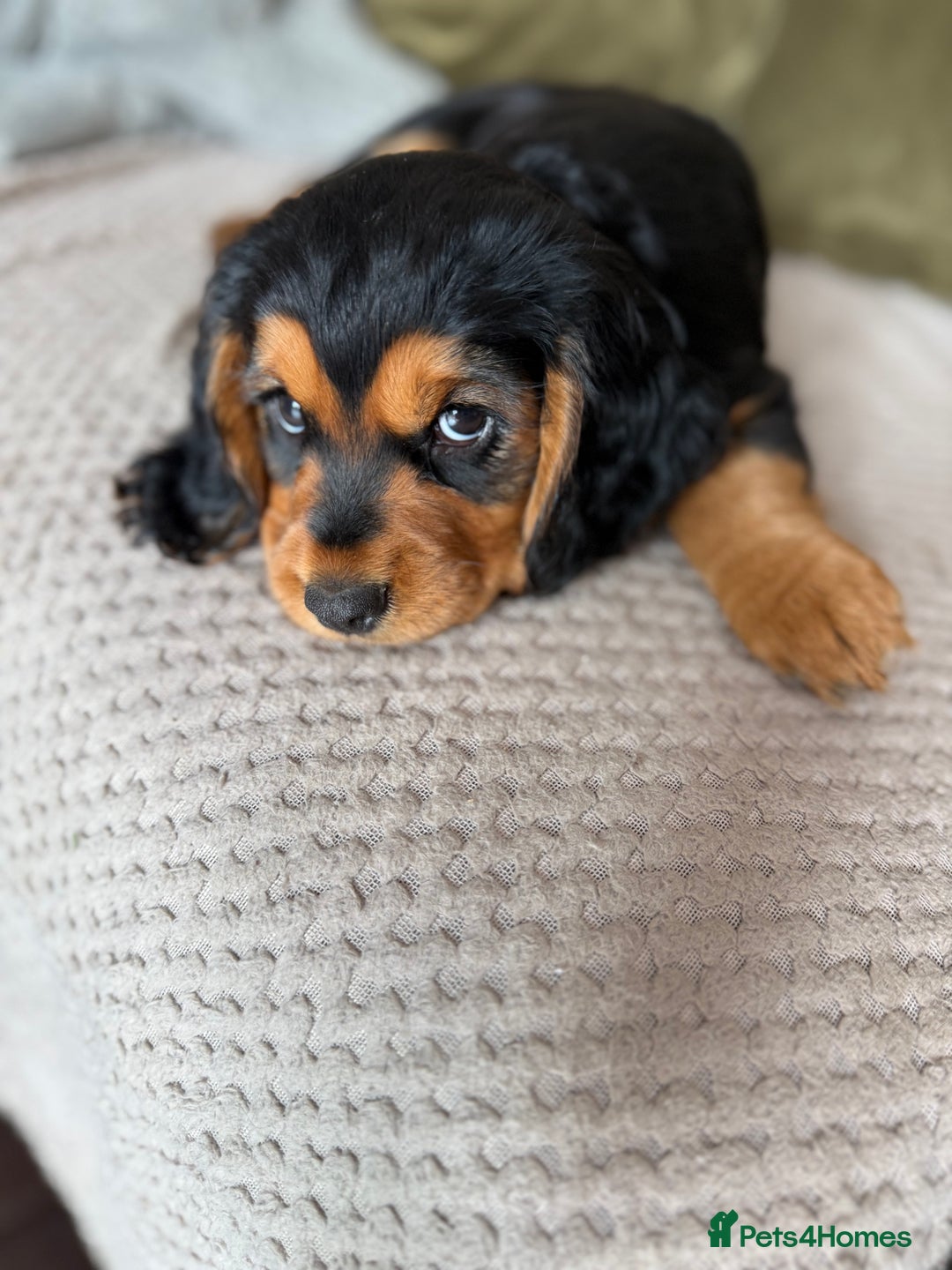 Cocker Spaniel dogs for sale: Stunning KC registered Working Cocker Spaniels  - Image 37