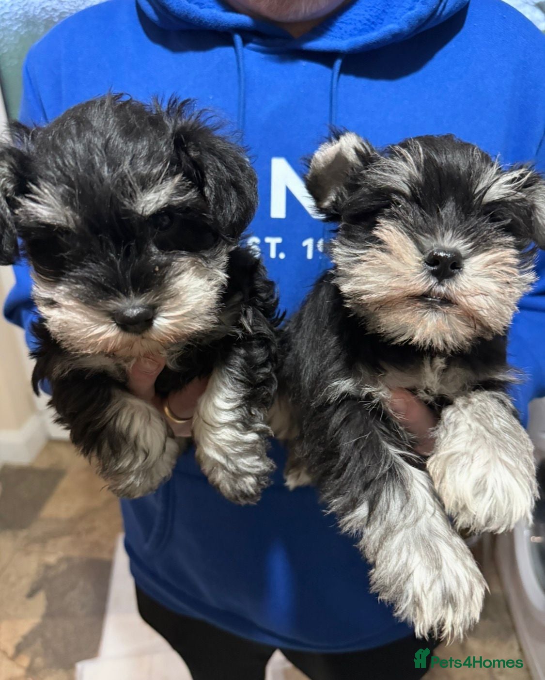 Miniature Schnauzer dogs Miniature Schnauzer Puppies - Advert 6