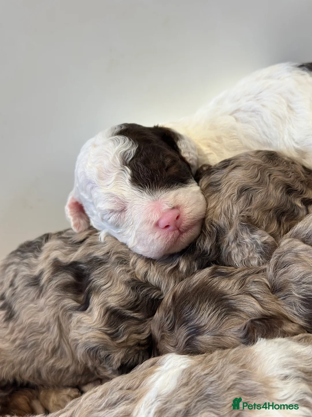 Cavapoo dogs for sale: Exceptional F2 Cavapoo Puppies - HomeRaised  - Advert 21