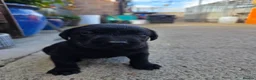 Labrador Retriever dogs for sale: Working labrador puppies  - Advert 3