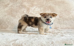 Siberian Husky dogs for sale: Stunning exotic colour chowsky puppies for sale - Image 3