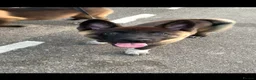 Akita dogs for sale: American Akita pup - Advert 2