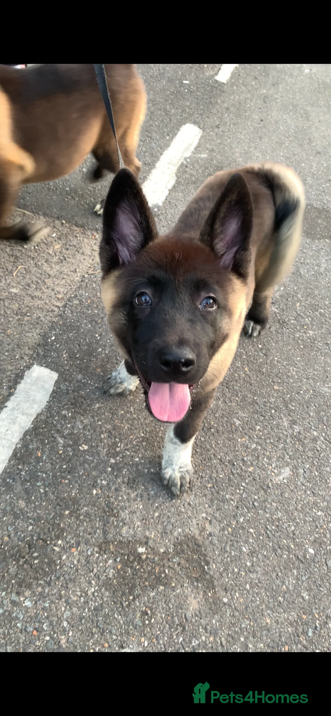 Akita dogs for sale: American Akita pup - Advert 2