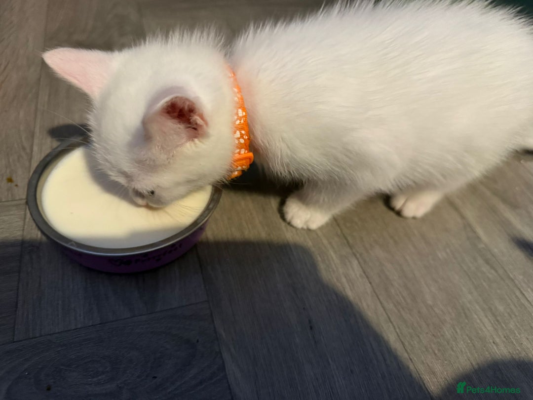 Turkish Angora cats for sale: Turkish Angora kittens - Image 21