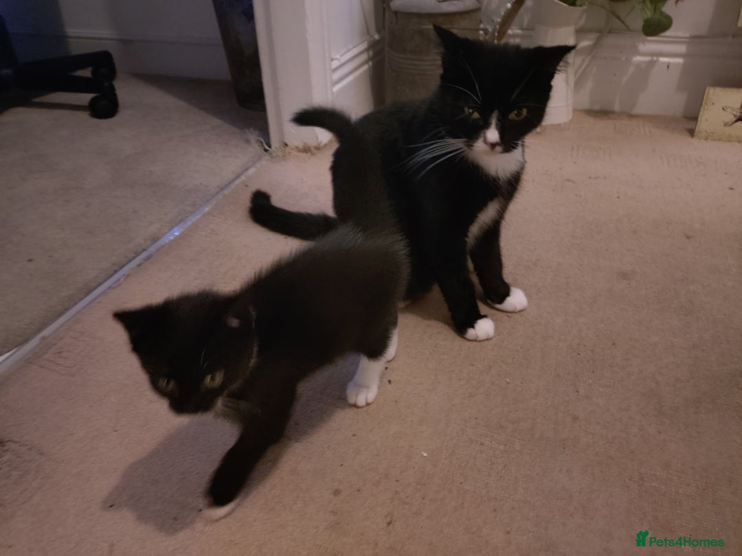 Mixed Breed cats for sale: Adorable Kitten for Sale - Image 5