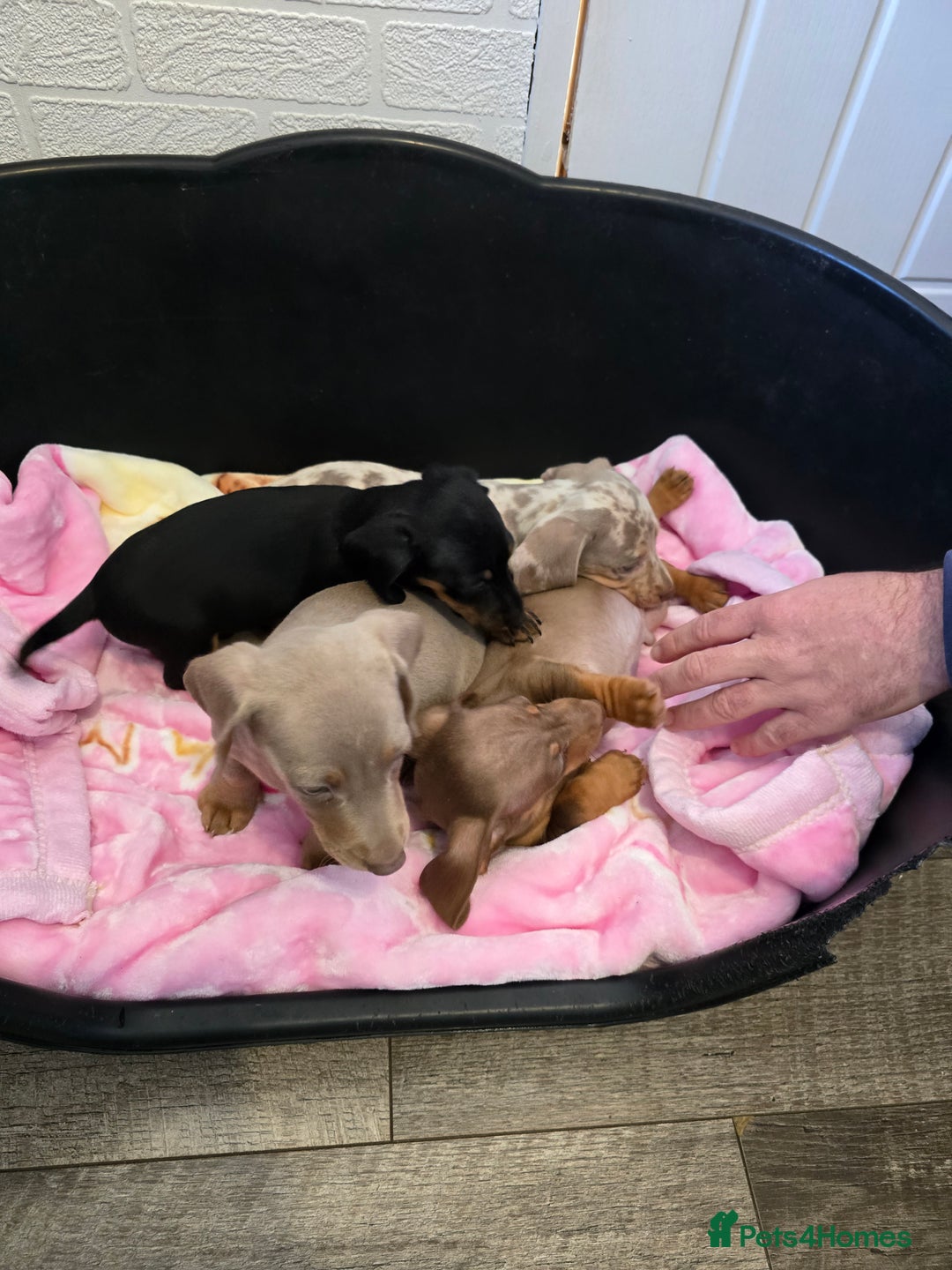 Dachshund dogs for sale: 4 beautiful dachshund boy puppies  - Advert 4