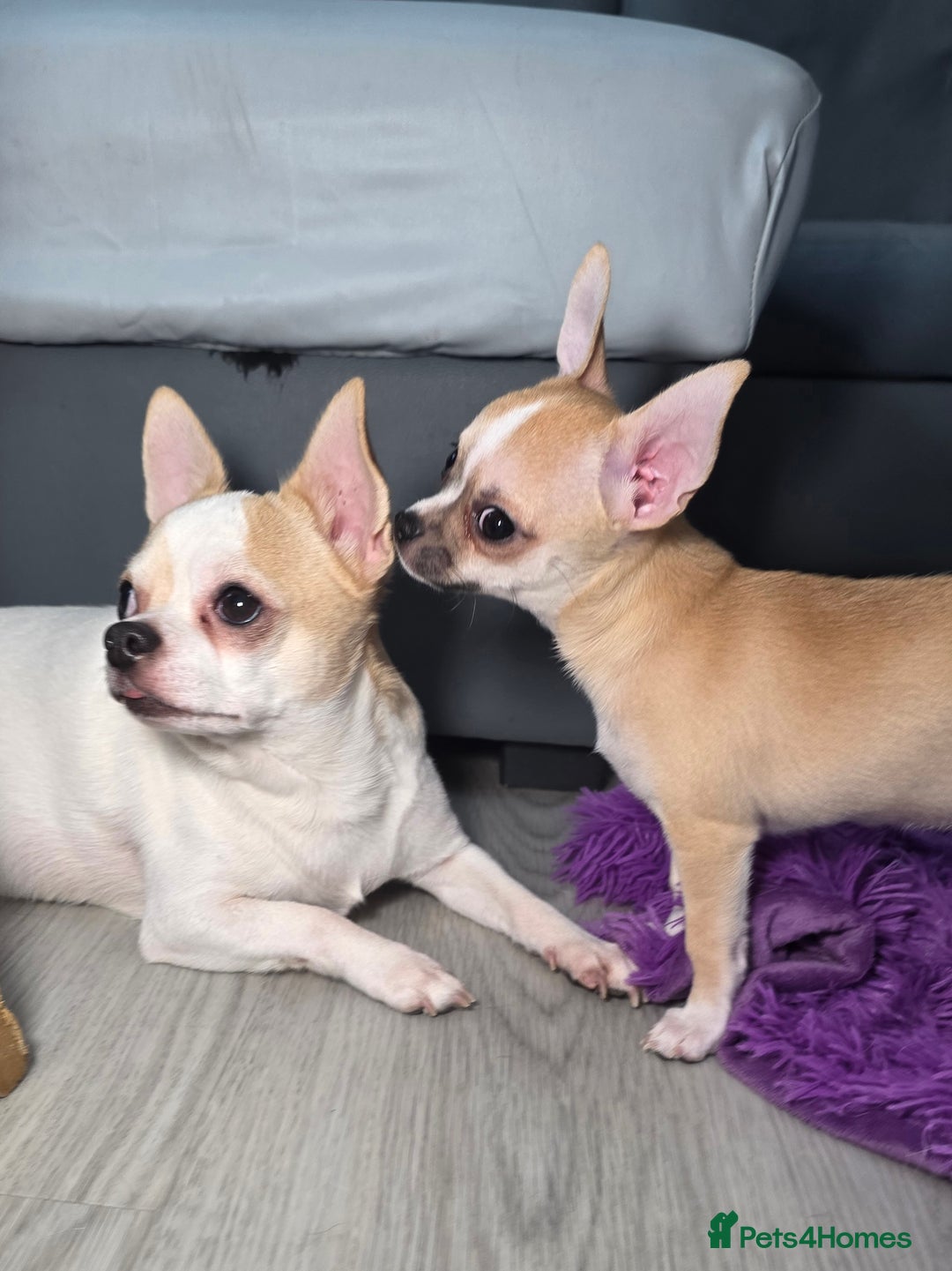 Chihuahua dogs for sale: CHIHUAHUA Girls Ready To Go - Advert 2