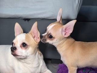 Chihuahua dogs CHIHUAHUA Girls Ready To Go - Advert 10