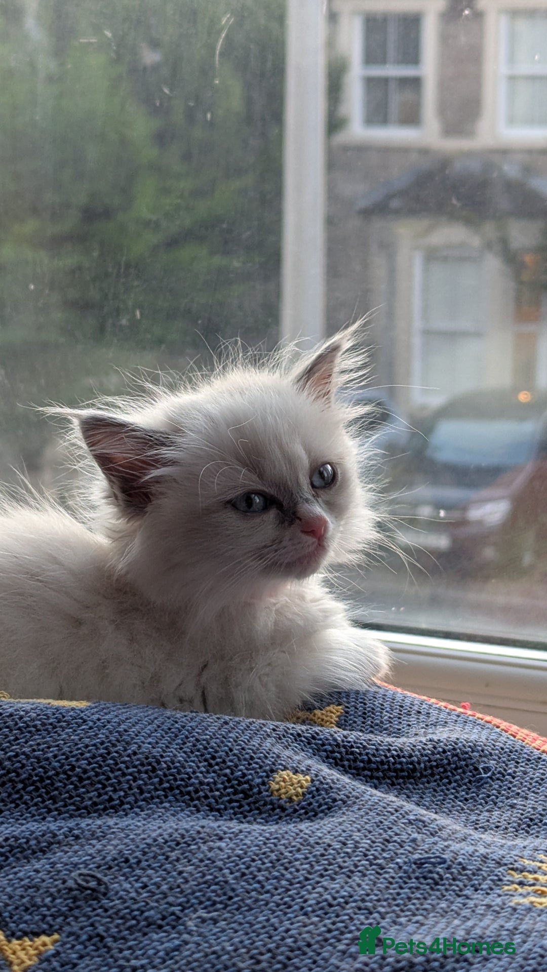 Ragdoll cats for sale: Ragdoll kitten 🌟 1 sweet girl - Image 10